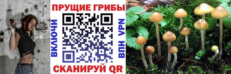 Псилоцибиновые грибы MAGIC MUSHROOMS  Купить закладки  Александровск 